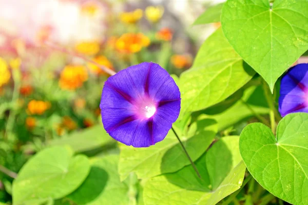 Delicate heldere bloemen morning glory op achtergrond zomer landt — Stockfoto