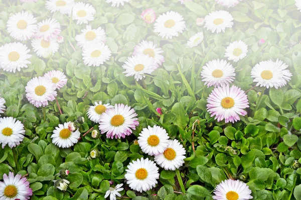 Wildflowers daisies. Camomiles in green grass, close up — Stock Photo, Image