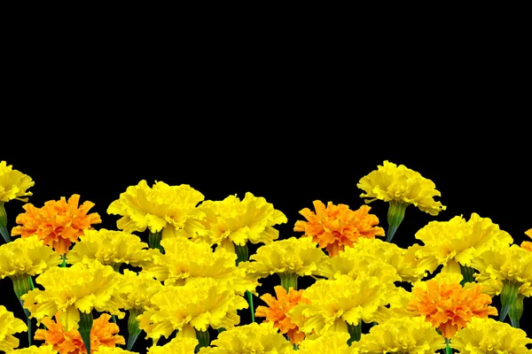 Φωτεινά ζωηρόχρωμα λουλούδια marigolds απομονώνονται σε μαύρο φόντο — Φωτογραφία Αρχείου