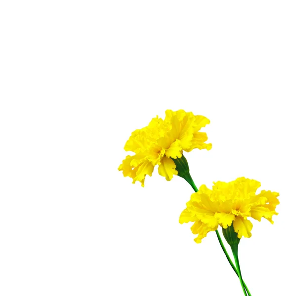 Nagietki jasny kolorowy kwiaty na białym tle na białym tle — Zdjęcie stockowe