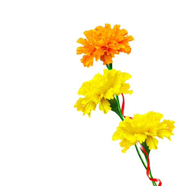 Bright colorful flowers marigolds isolated on white background — Stock Photo, Image