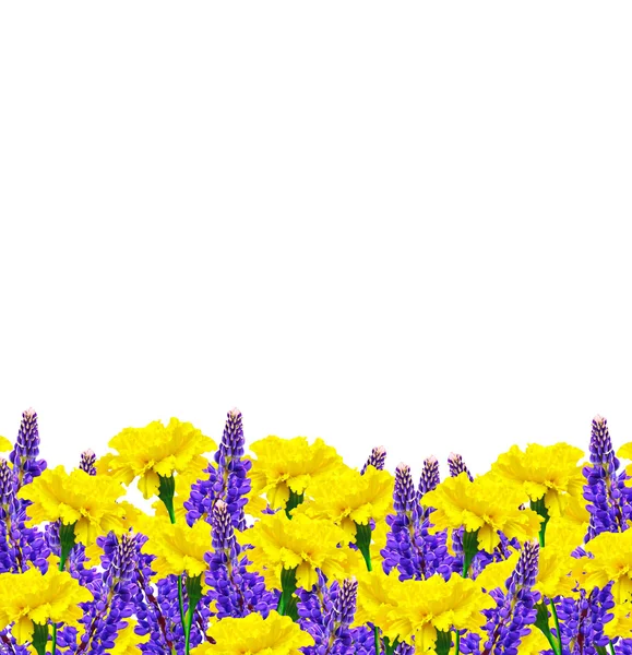 Яскраві барвисті квіти чорнобривці ізольовані на білому тлі — стокове фото