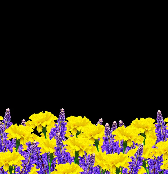 Яркие красочные цветы marigolds изолированы на черном фоне — стоковое фото