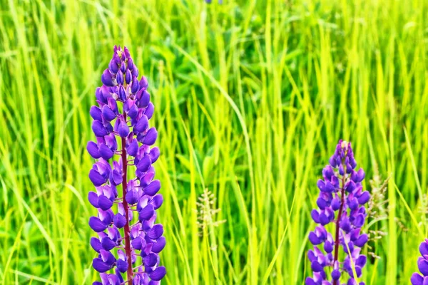 Paisaje de verano con hermosas flores de altramuz — Foto de Stock