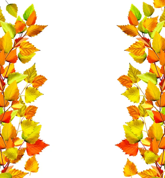 Autumn leaves isolated on white background. — Stock Photo, Image