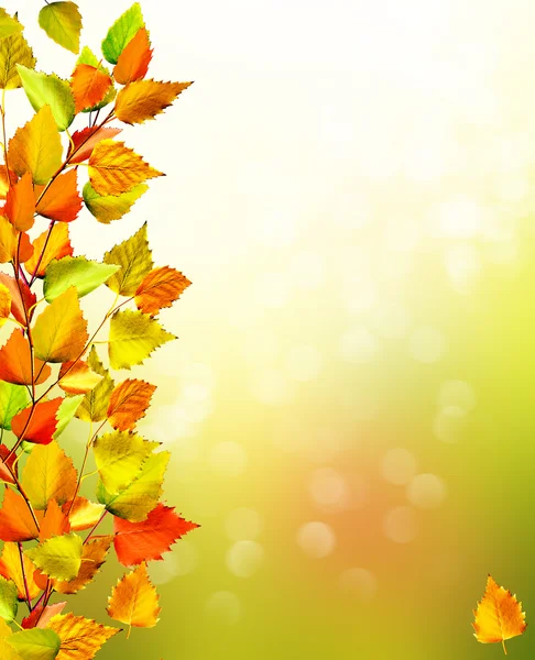 Sonbahar manzara. Güzel yaprakları. Renkli ağaçlar — Stok fotoğraf