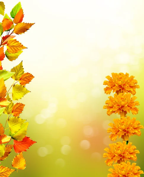 Paesaggio d'autunno. Belle foglie. Alberi colorati — Foto Stock