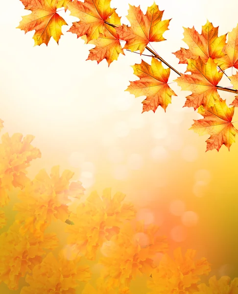 Autumn landscape. Beautiful  leaves. Colorful trees — Stock Photo, Image