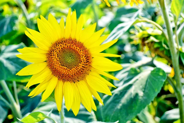 Champ de tournesol coloré en été. fleurs jaunes . — Photo