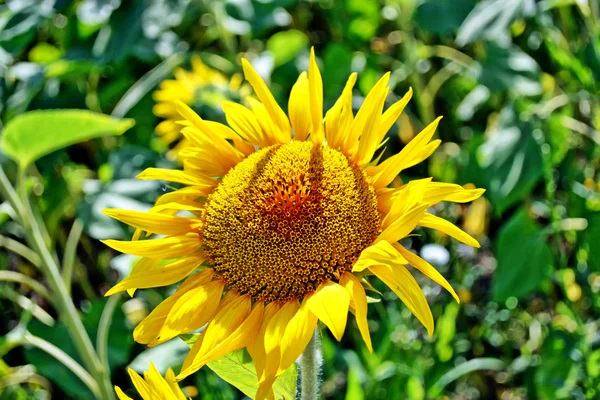 Farbige Sonnenblumenfeld im Sommer. gelbe Blüten. — Stockfoto