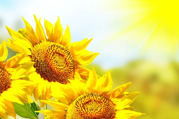 Bellissimo campo di girasole in estate. fiori gialli — Foto Stock