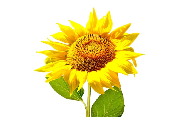 Colorful sunflower isolated on a white background — Stock Photo, Image