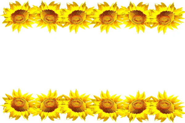 Colorful sunflower isolated on a white background — Stock Photo, Image