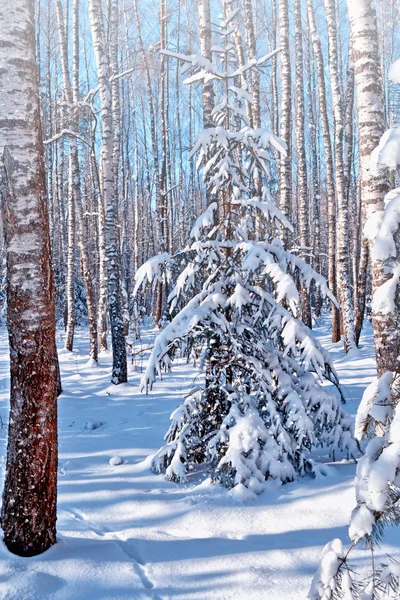 Лес в мороз. Зимний пейзаж. Заснеженные деревья. — стоковое фото