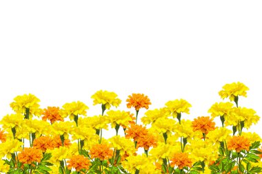 parlak renkli çiçek marigolds izole beyaz arka plan üzerinde