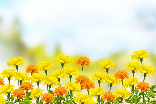 Calendule di fiori luminosi e colorati. paesaggio autunnale . — Foto Stock