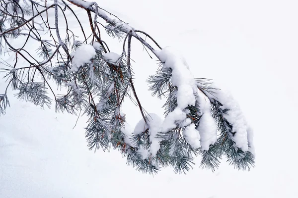 霜の中の森。冬の風景。雪に覆われた木. — ストック写真