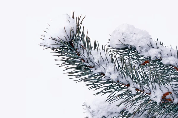 Forêt dans le gel. Paysage hivernal. Arbres couverts de neige. — Photo