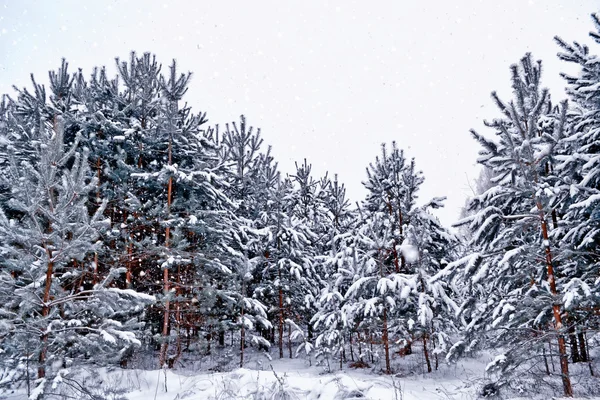 霜の中の森。冬の風景。雪に覆われた木. — ストック写真