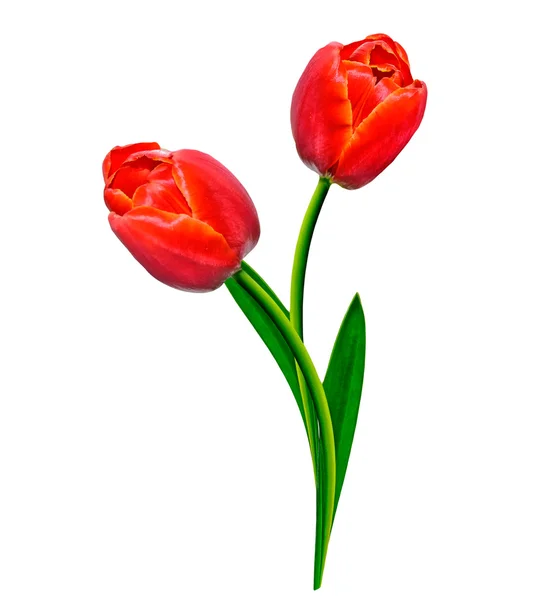 Frühling Blumen Tulpen isoliert auf weißem Hintergrund. — Stockfoto