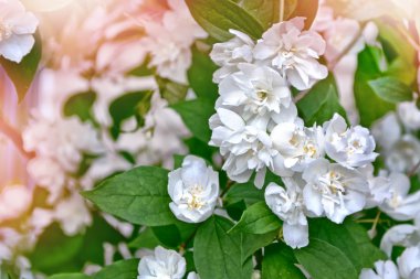 Yasemin şube hassas bahar çiçekleri beyaz