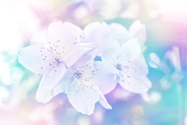 Белый жасмин ветка нежные весенние цветы — стоковое фото