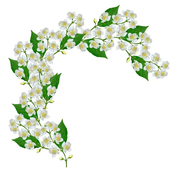 Vit jasmin blomma. — Stockfoto