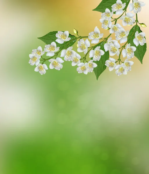 ホワイト ジャスミン支店繊細な春の花 — ストック写真