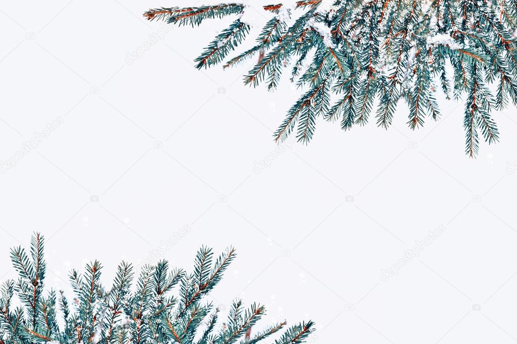  forest in the frost. Winter landscape. Snow covered trees. 