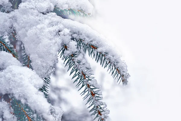 Bos in de vorst. Winterlandschap. Met sneeuw bedekte bomen. — Stockfoto