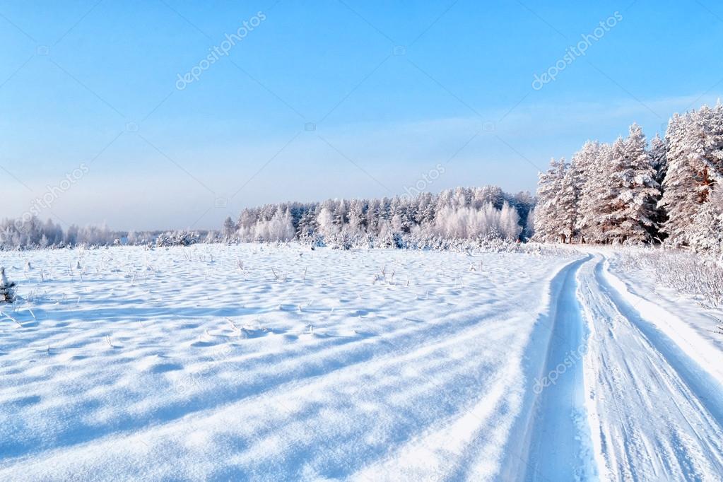  forest in the frost. Winter landscape. Snow covered trees. 