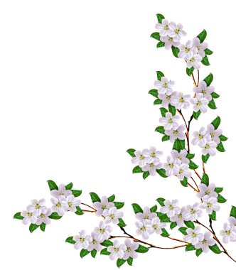 Beyaz bir arka plan üzerinde izole elma dalı çiçeklenme. Bahar