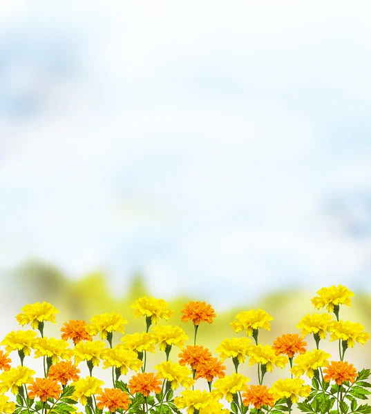 Heldere en kleurrijke bloemen Tagetes. herfst landschap. — Stockfoto