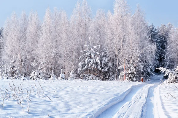 Wald im Frost. Winterlandschaft. Schneebedeckte Bäume. — Stockfoto