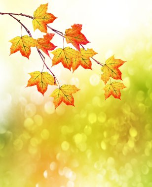 Sonbahar manzara. Güzel yaprakları. Renkli ağaçlar