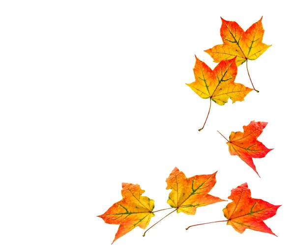 Laub isoliert auf weißem Hintergrund. Goldener Herbst — Stockfoto