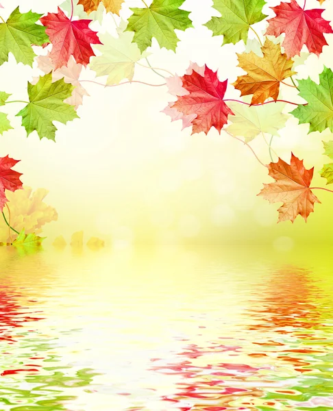 Autumn landscape. Beautiful  leaves. Colorful trees — Stock Photo, Image