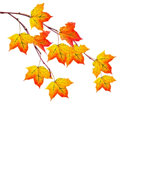Folhagem isolada sobre fundo branco. Outono dourado — Fotografia de Stock