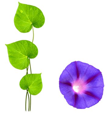 Autumn colorful morning glory flowers isolated on white backgrou clipart