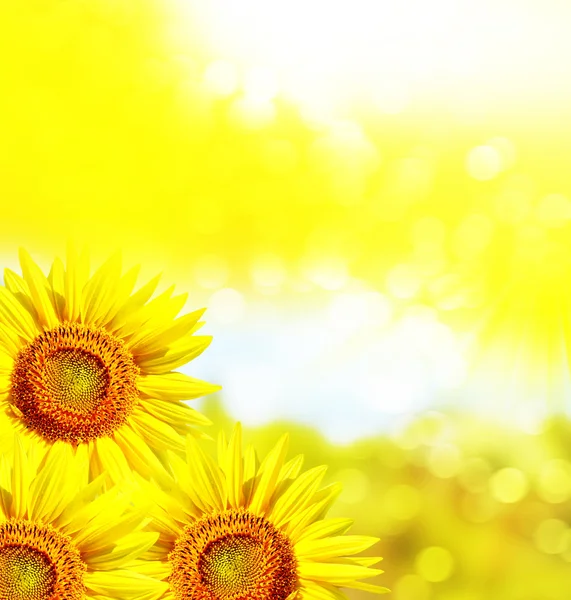 Bellissimo campo di girasole in estate. fiori gialli — Foto Stock