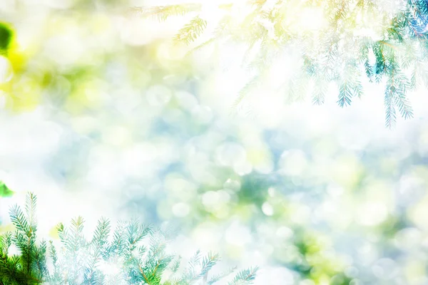 Forêt dans le gel. Paysage hivernal. Arbres couverts de neige. — Photo