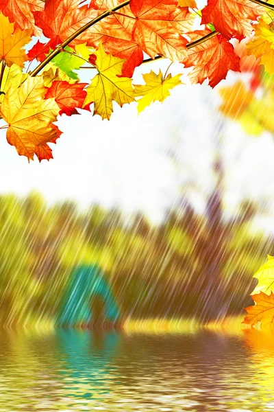 Autumn landscape. Beautiful  leaves. Colorful trees. foliage — Stock Photo, Image