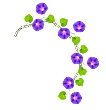 Beyaz backgrou izole sonbahar renkli sabah zafer çiçek