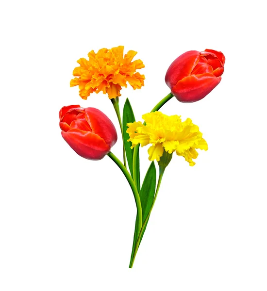 Wiosenne kwiaty tulipany izolowane na białym tle. — Zdjęcie stockowe