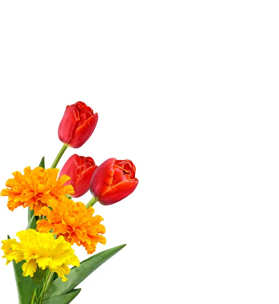 Spring flowers tulips isolated on white background. — Stock Photo, Image