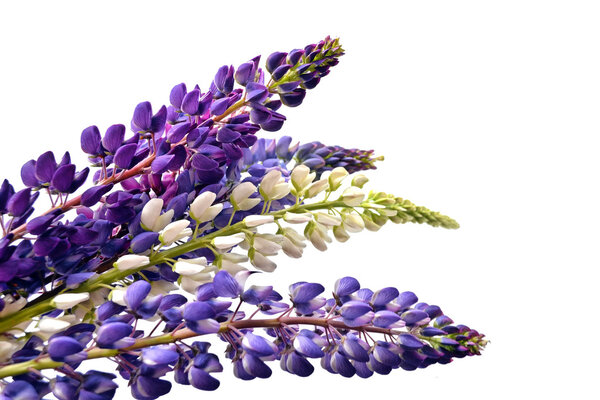 Blue lupines beautiful flowers on a white background