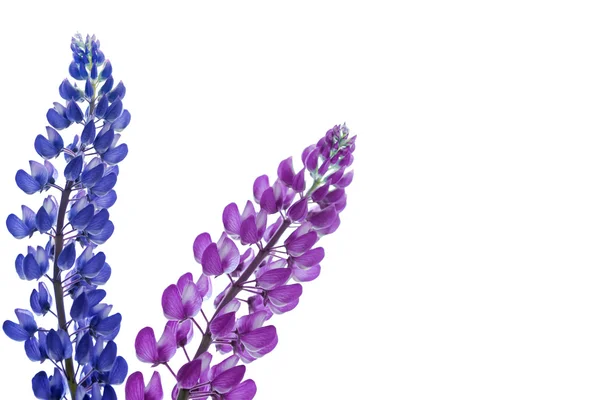 Blaue Lupinen schöne Blumen auf weißem Hintergrund — Stockfoto