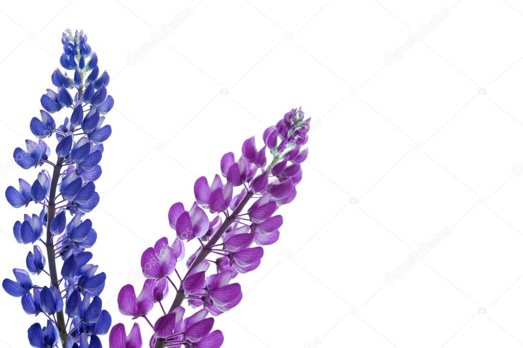 Blue lupines beautiful flowers on a white background