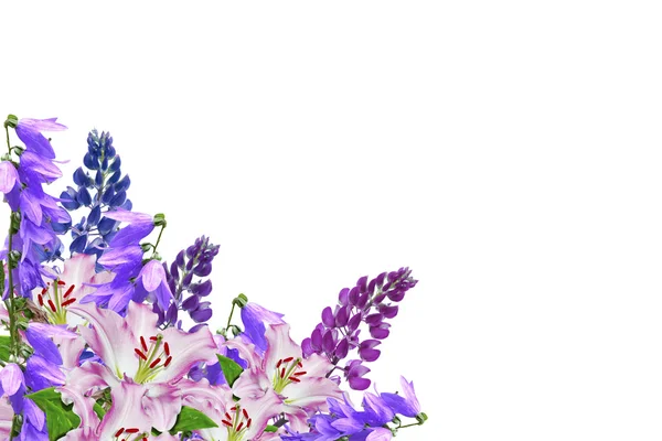 Синие люпины красивые цветы на белом фоне — стоковое фото
