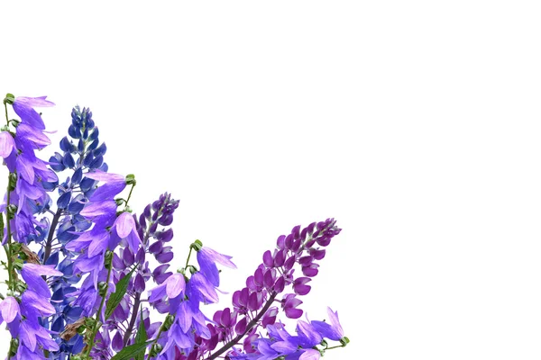 Łubin niebieski piękne kwiaty na białym tle — Zdjęcie stockowe